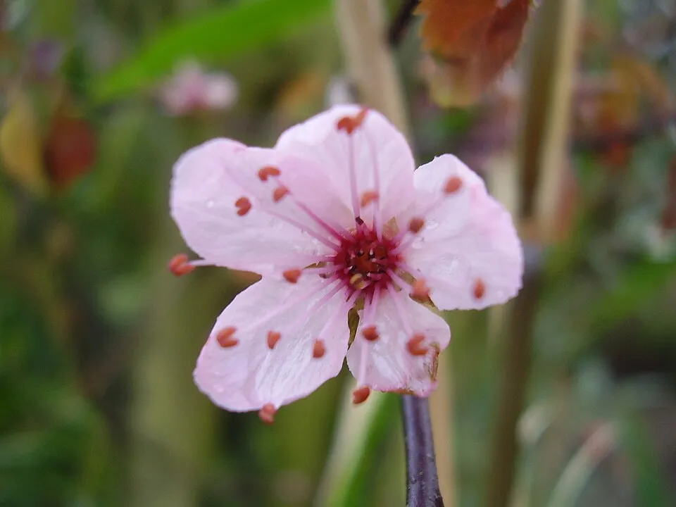Vérszilva / Prunus cerasifera 'Nigra'