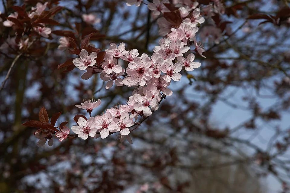 Vérszilva / Prunus cerasifera 'Nigra'