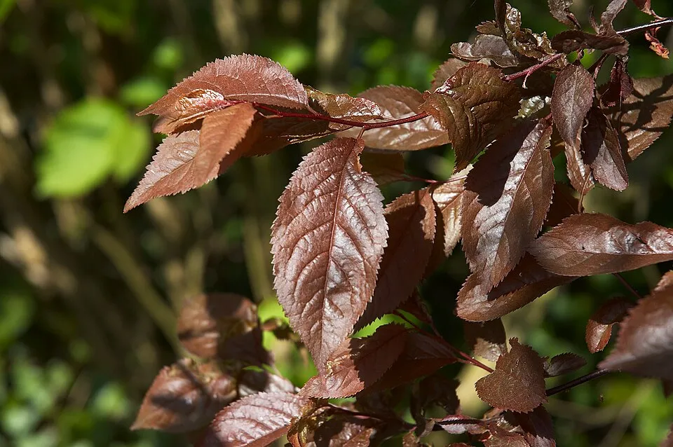 Vérszilva / Prunus cerasifera 'Nigra'