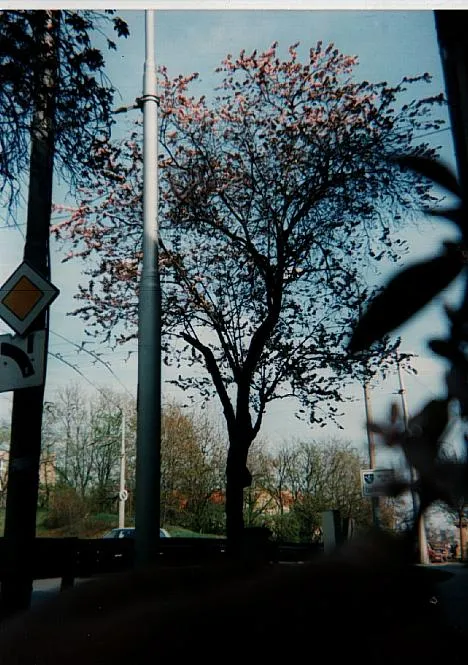 Vérszilva / Prunus cerasifera 'Nigra'