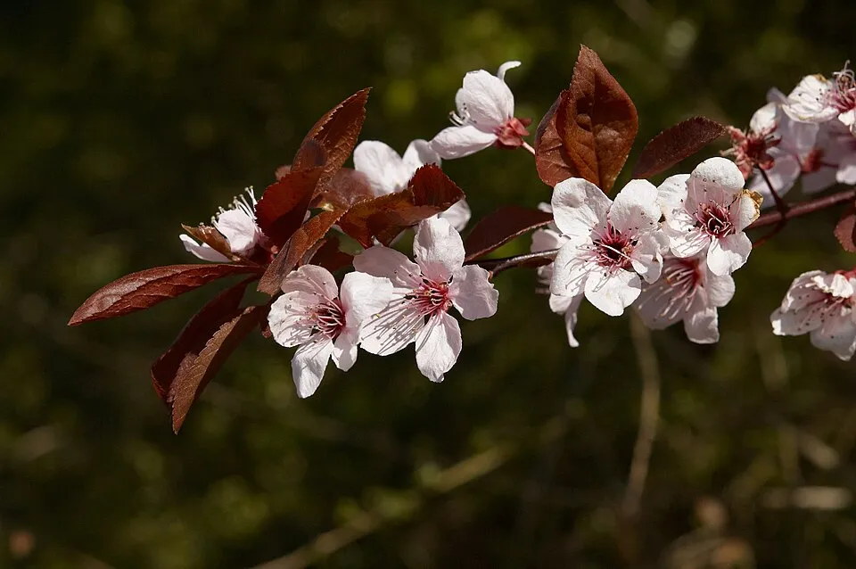 Vérszilva / Prunus cerasifera 'Nigra'