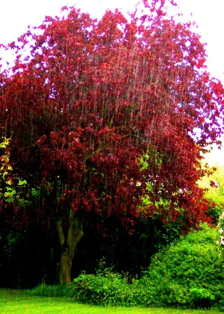 Vérszilva / Prunus cerasifera 'Nigra'
