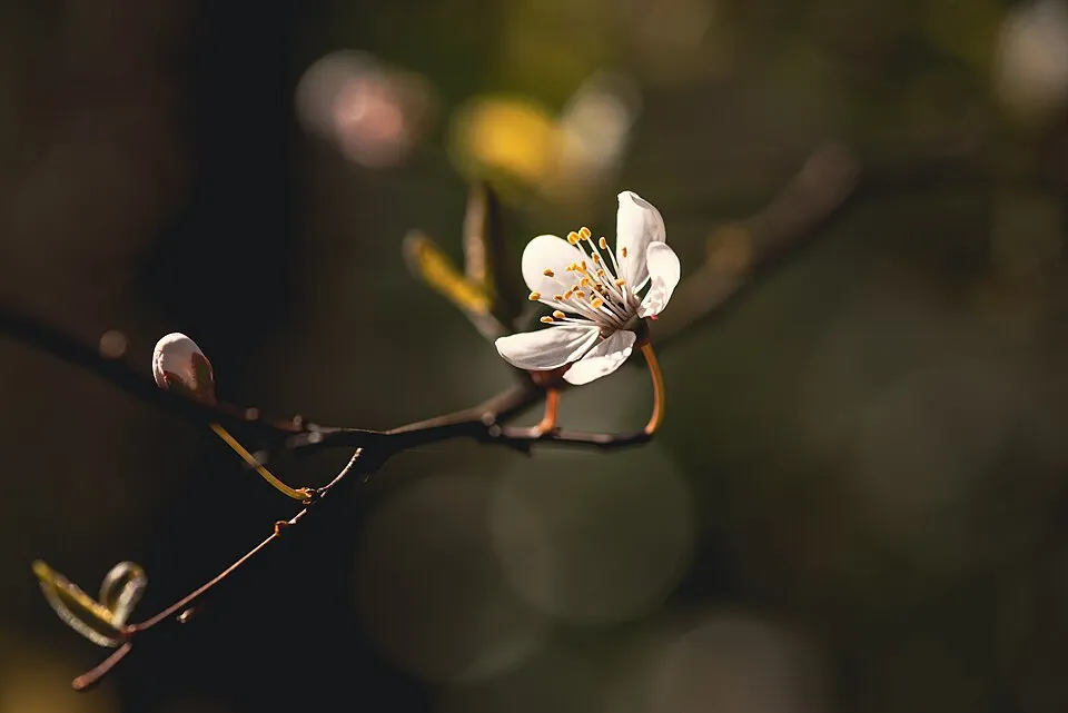Vérszilva / Prunus cerasifera Woodii