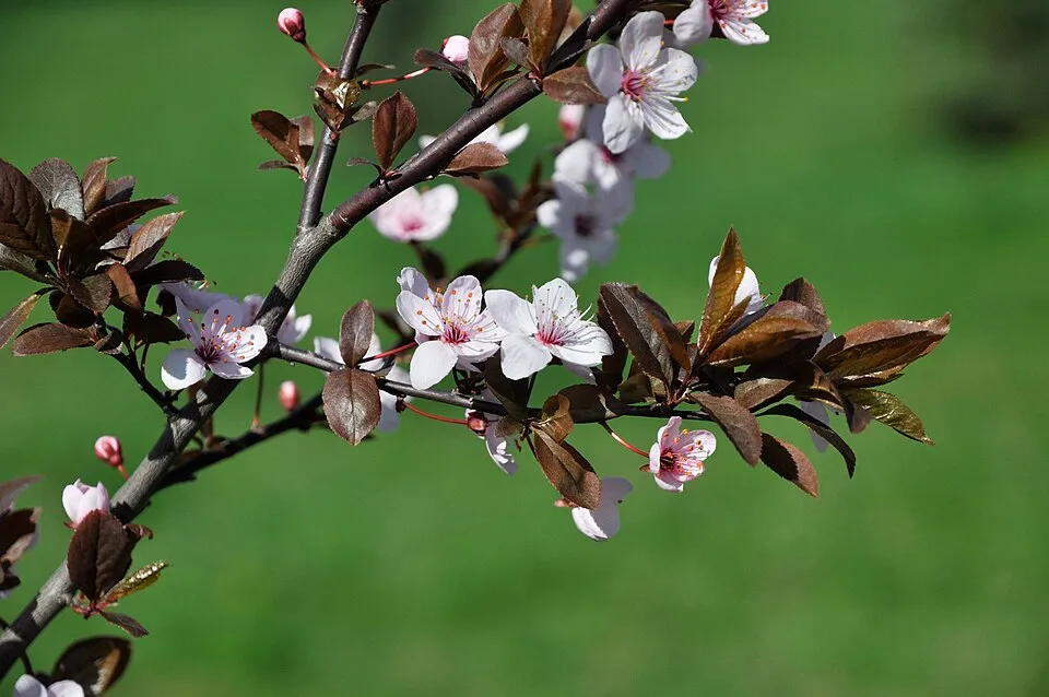 Vérszilva / Prunus cerasifera Woodii