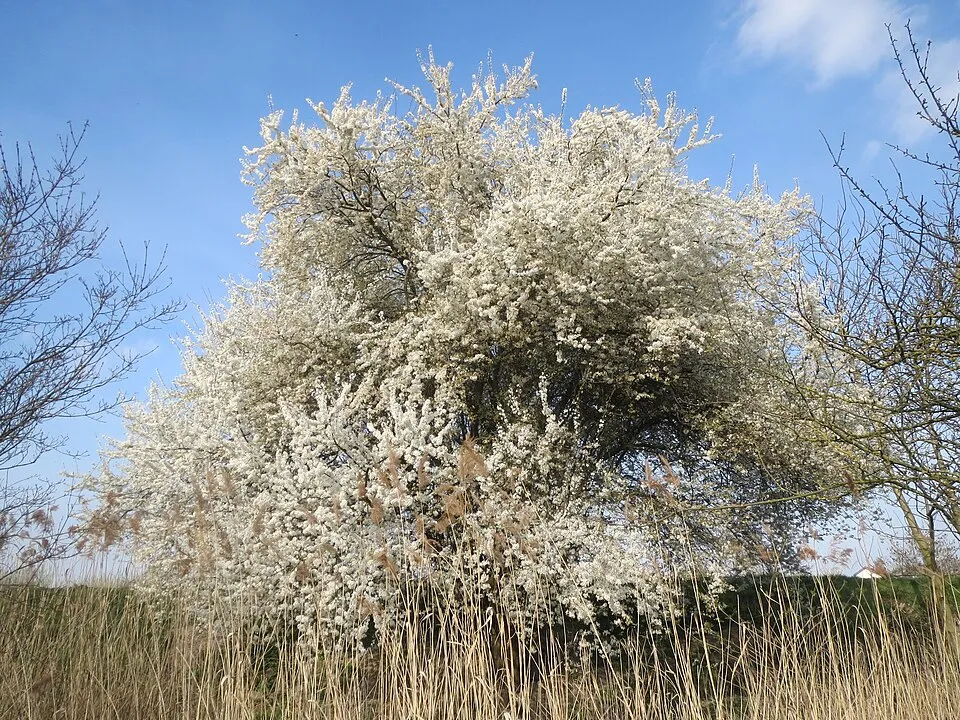 Vérszilva / Prunus cerasifera Woodii