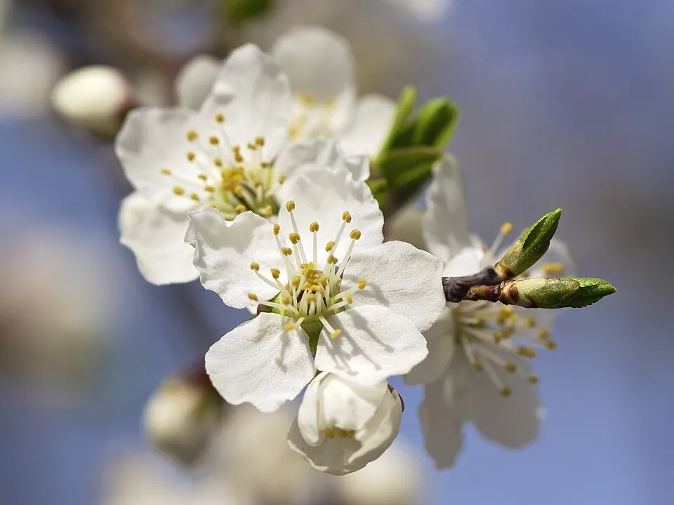 Vérszilva / Prunus cerasifera Woodii
