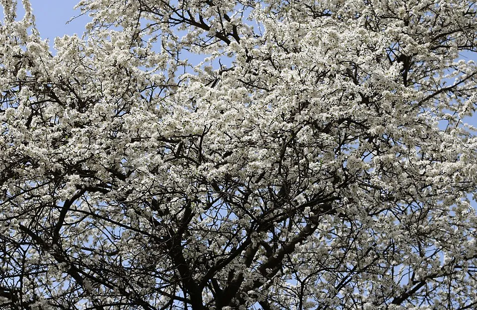 Vérszilva / Prunus cerasifera Woodii