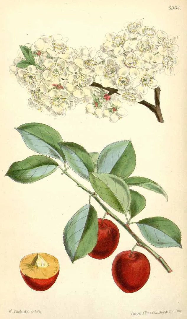 Vérszilva / Prunus cerasifera Woodii
