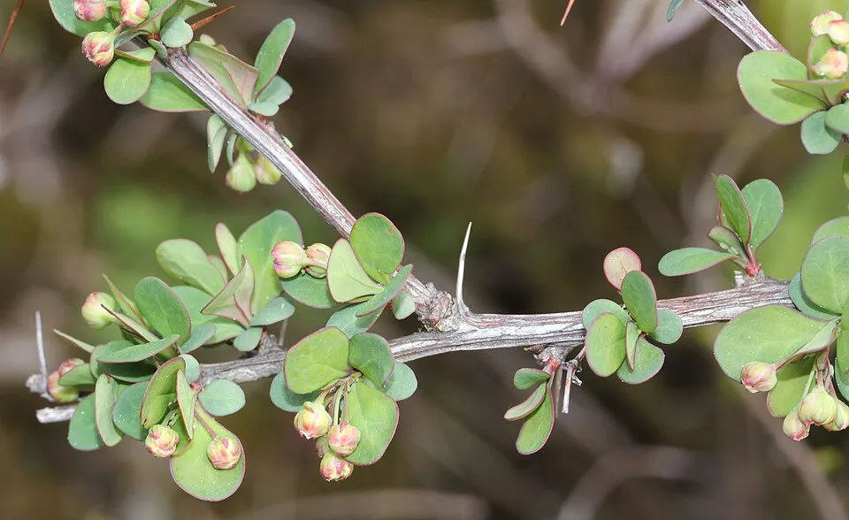 Piros levelű, terülő borbolya / Berberis thunbergii 'Red Carpet'