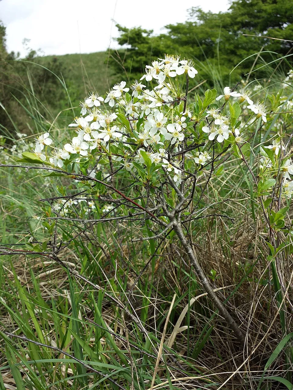 Gömb csepleszmeggy / Prunus fruticosa 'Globosa'