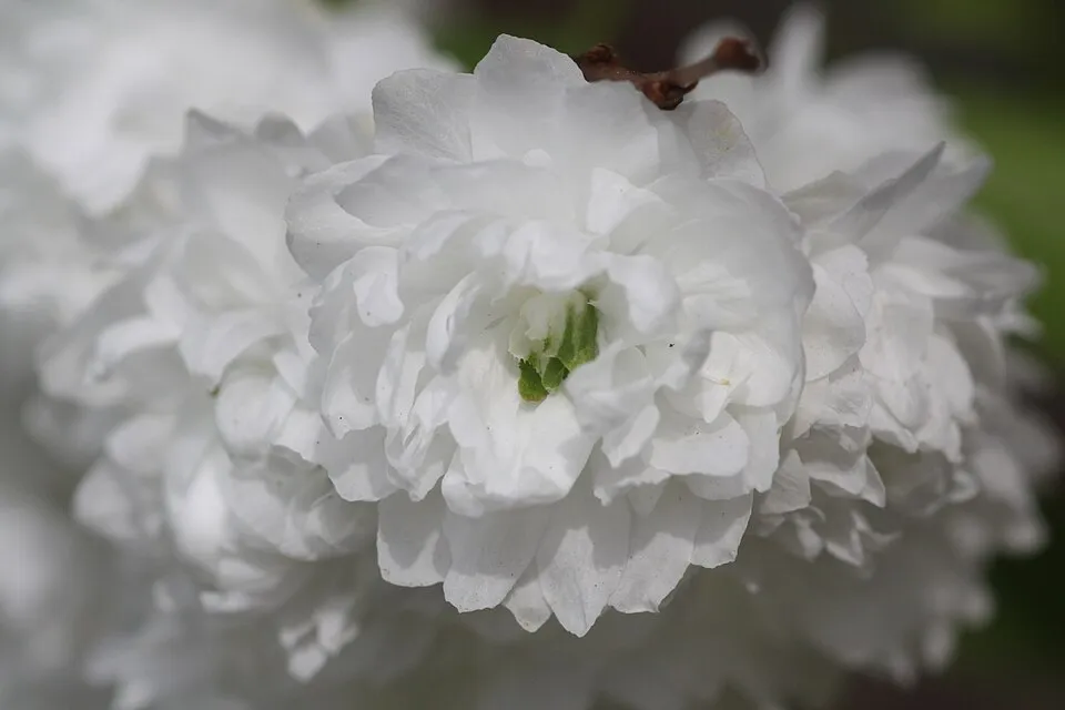 Fehér virágú babarózsa / Prunus glandulosa 'Alba Plena'