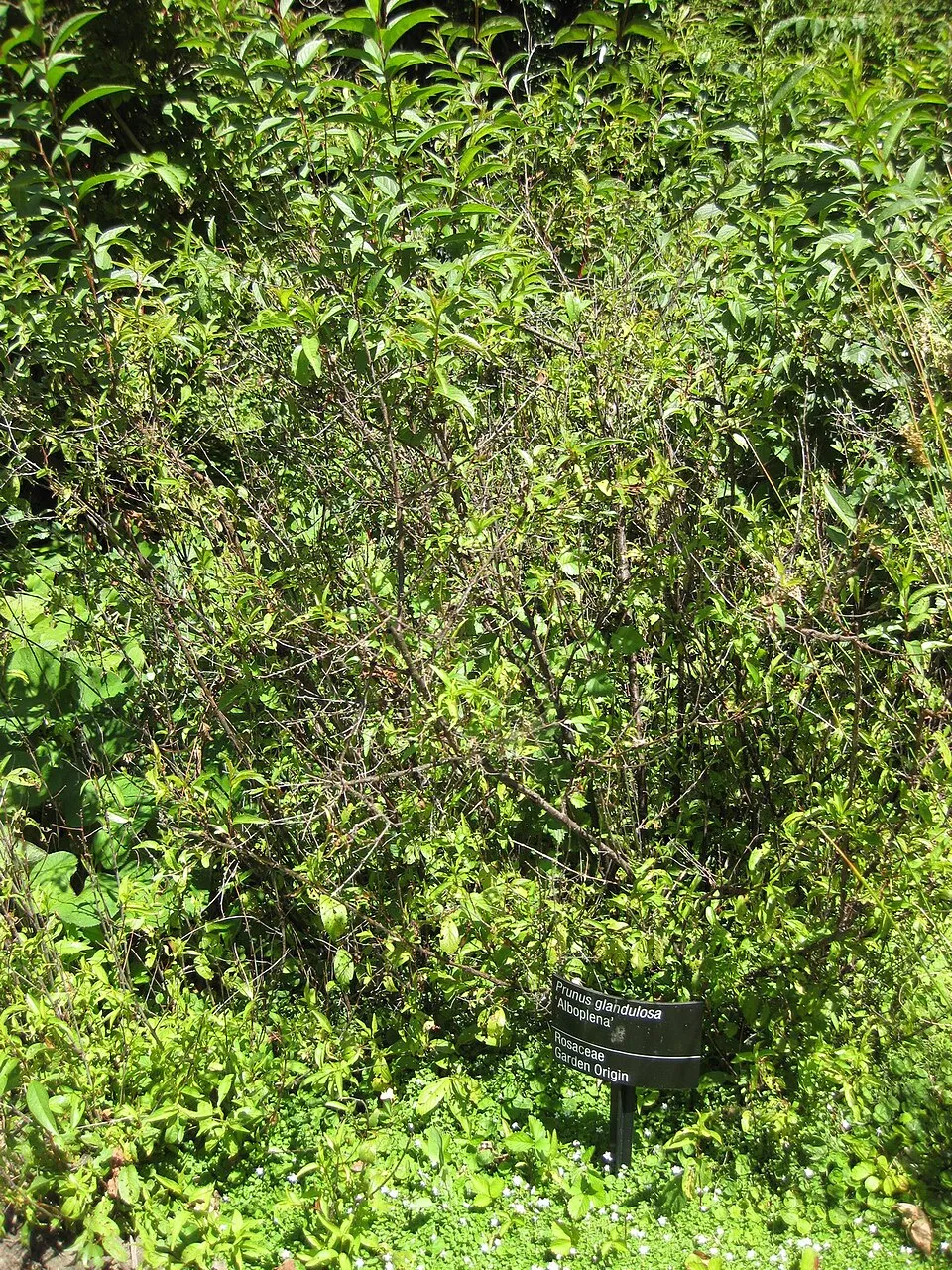 Fehér virágú babarózsa / Prunus glandulosa 'Alba Plena'