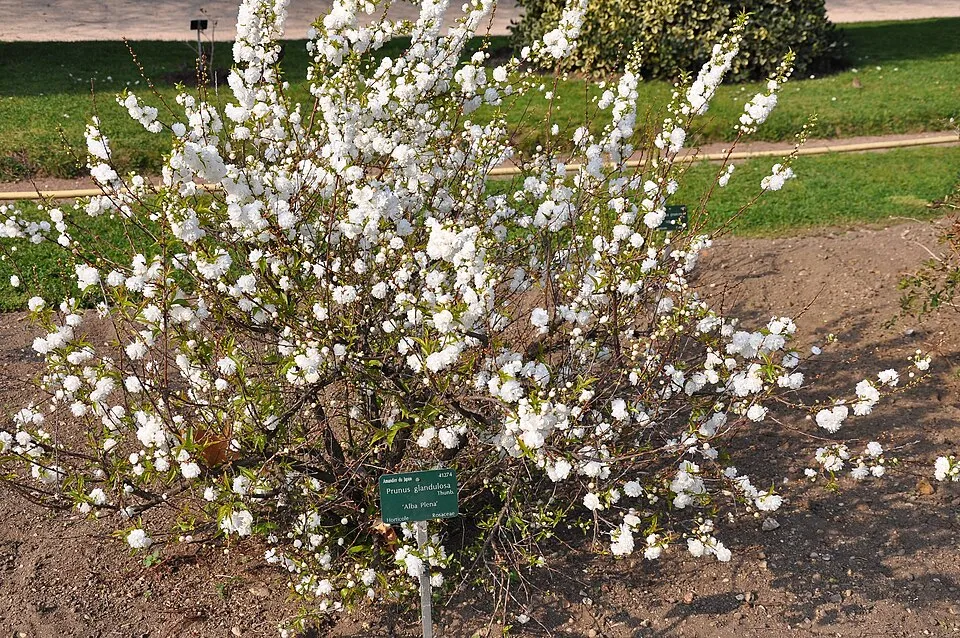 Fehér virágú babarózsa / Prunus glandulosa 'Alba Plena'