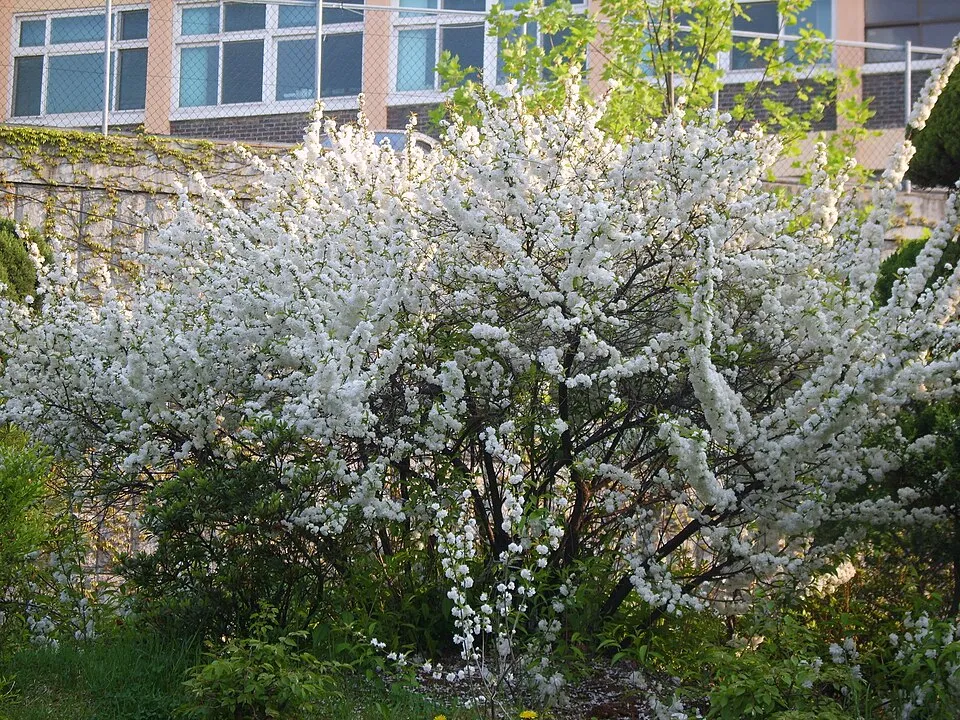 Fehér virágú babarózsa / Prunus glandulosa 'Alba Plena'
