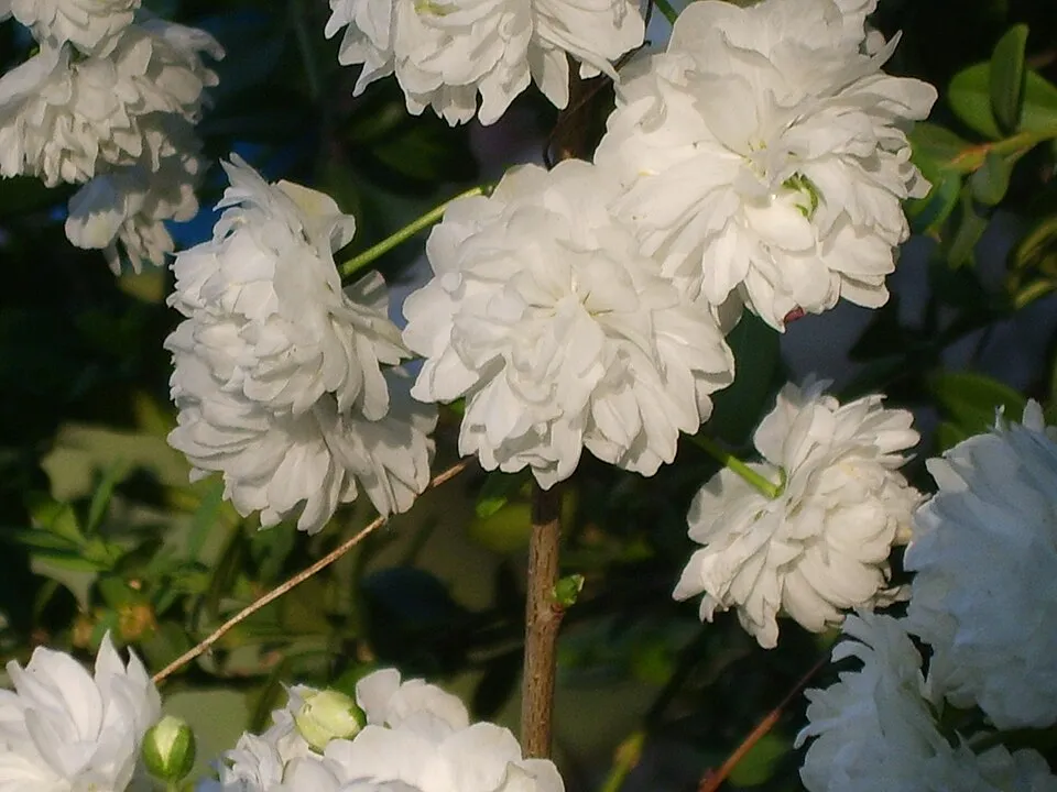 Fehér virágú babarózsa / Prunus glandulosa 'Alba Plena'