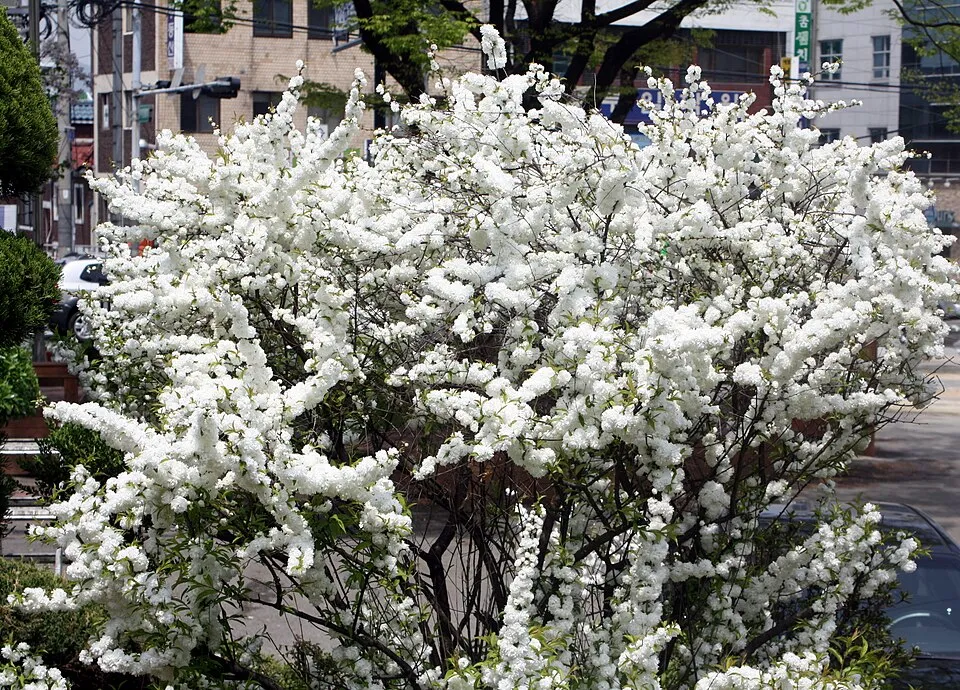 Fehér virágú babarózsa / Prunus glandulosa 'Alba Plena'