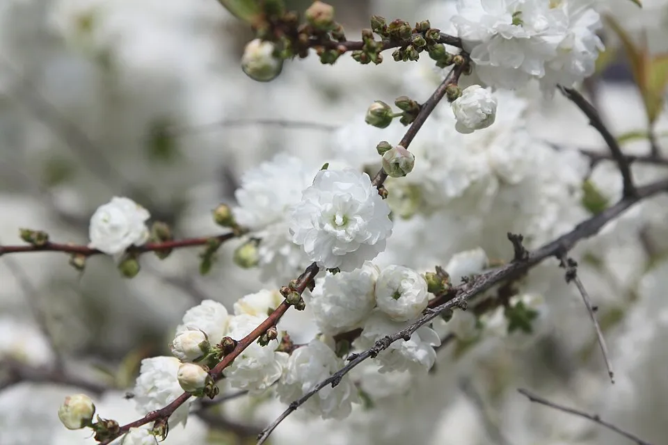 Fehér virágú babarózsa / Prunus glandulosa 'Alba Plena'