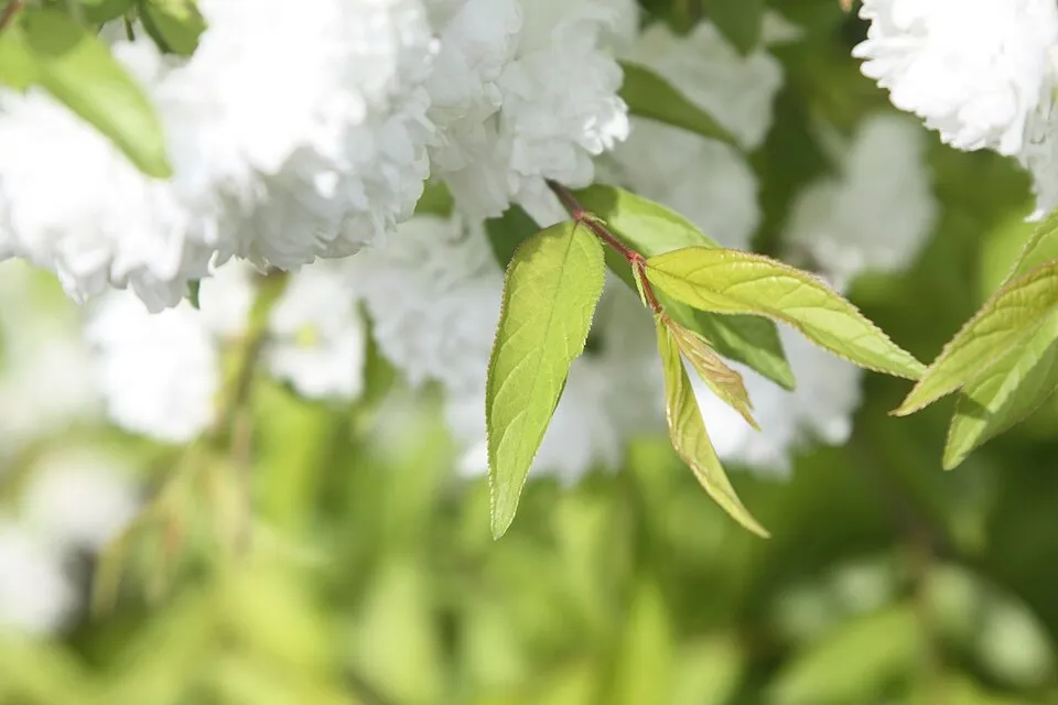 Fehér virágú babarózsa / Prunus glandulosa 'Alba Plena'