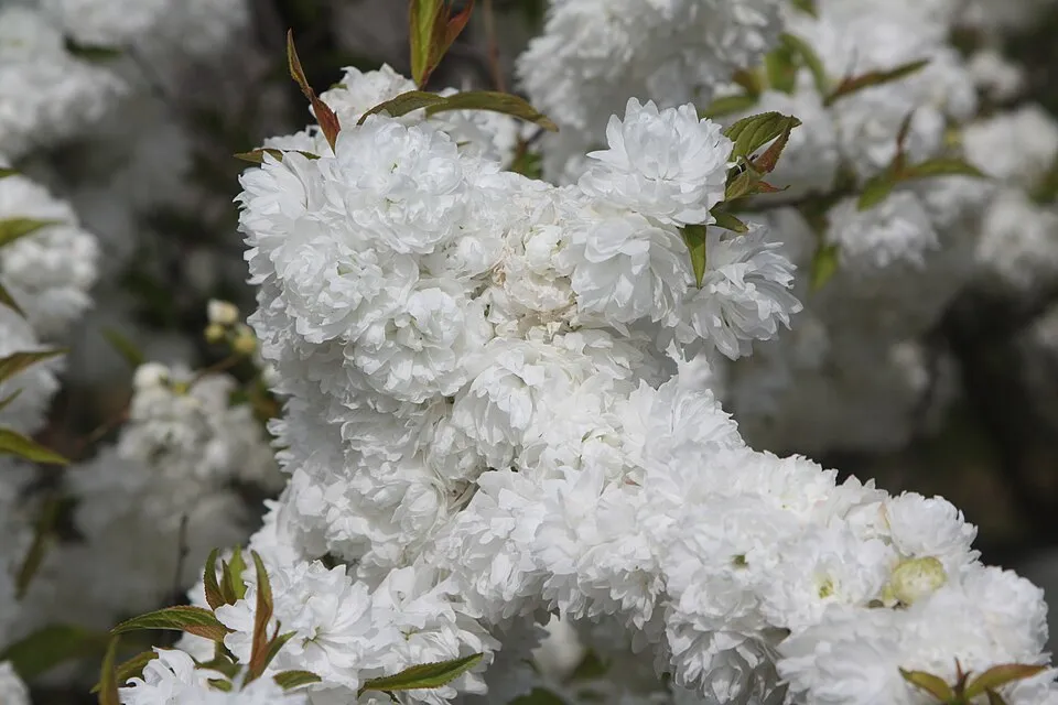 Fehér virágú babarózsa / Prunus glandulosa 'Alba Plena'
