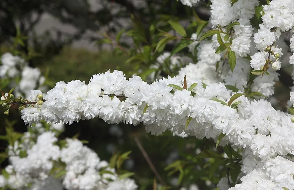 Fehér virágú babarózsa / Prunus glandulosa 'Alba Plena'