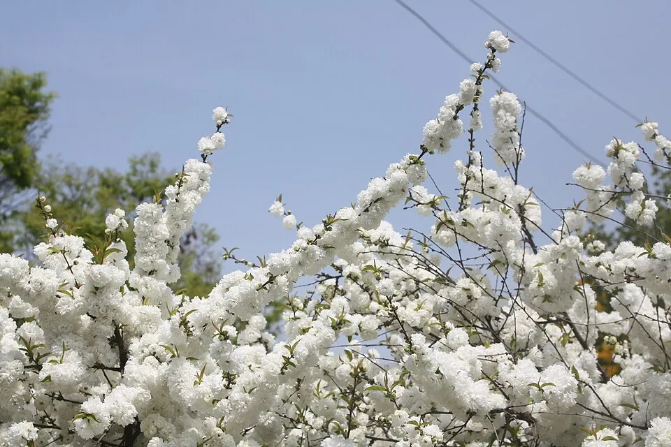 Fehér virágú babarózsa / Prunus glandulosa 'Alba Plena'