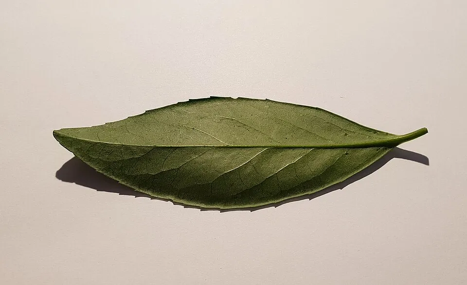 Babérmeggy / Prunus laurocerasus 'Caucasica'