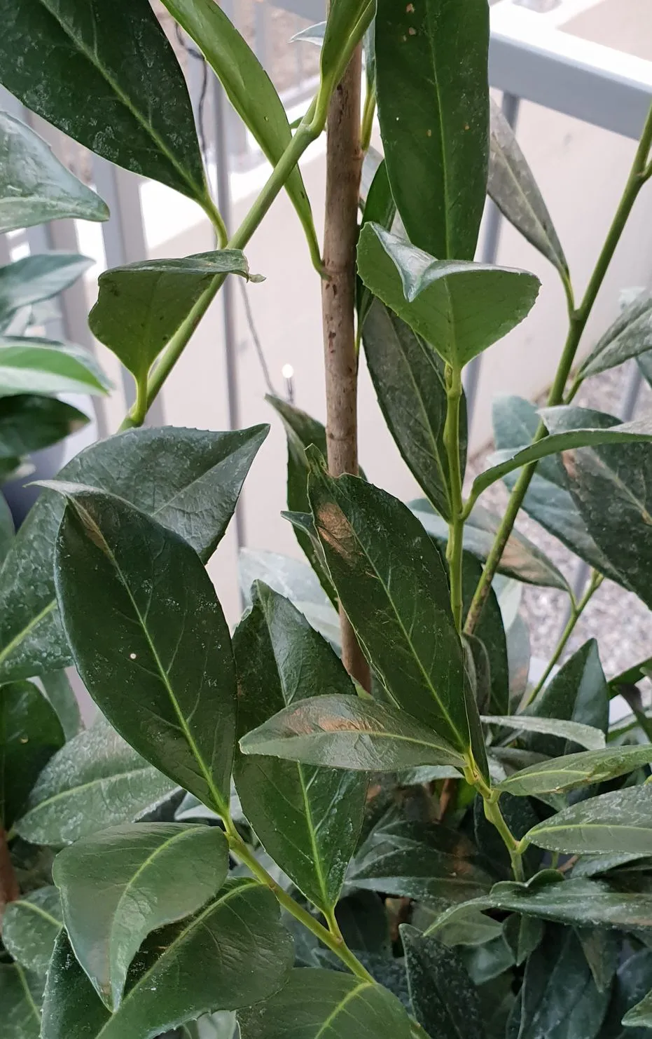 Babérmeggy / Prunus laurocerasus 'Caucasica'