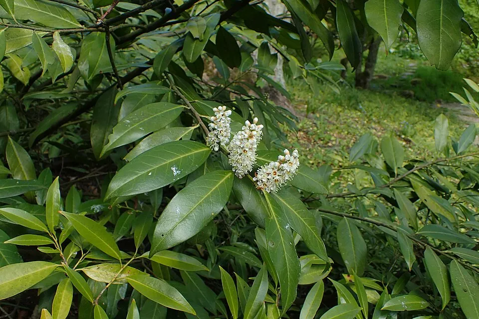 Oszlopos babérmeggy / Prunus laurocerasus 'Genolia' ®