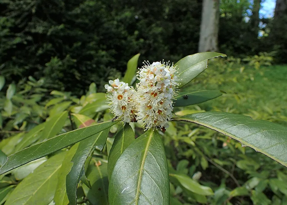 Oszlopos babérmeggy / Prunus laurocerasus 'Genolia' ®