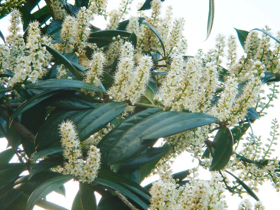 Terülő babérmeggy / Prunus laurocerasus 'Klári'