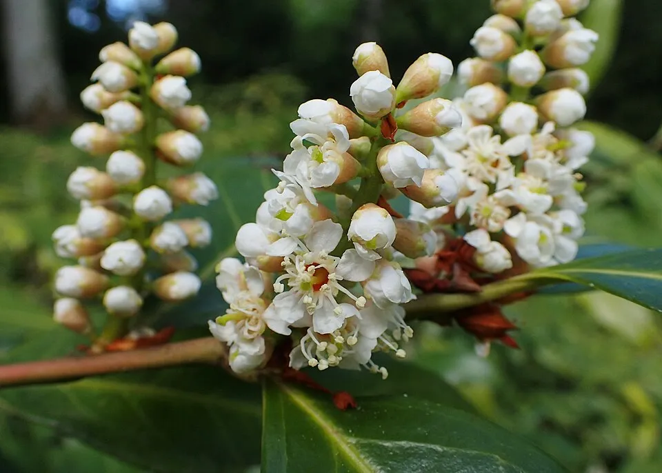 Vöröses hajtásvégű babérmeggy / Prunus laurocerasus 'Kleopatra'
