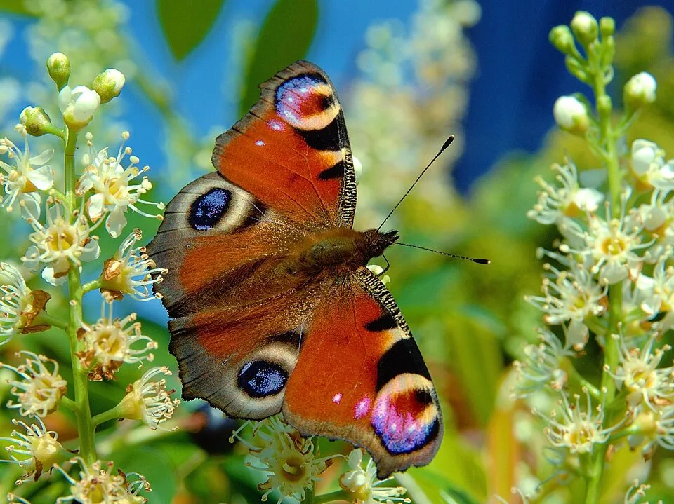 Vöröses hajtásvégű babérmeggy / Prunus laurocerasus 'Kleopatra'