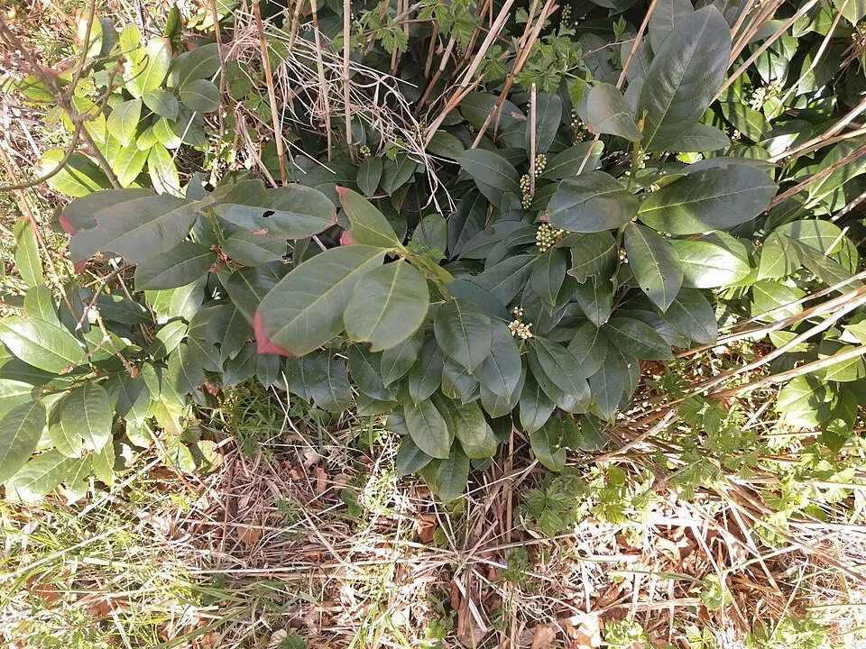 Babérmeggy / Prunus laurocerasus 'Novita'