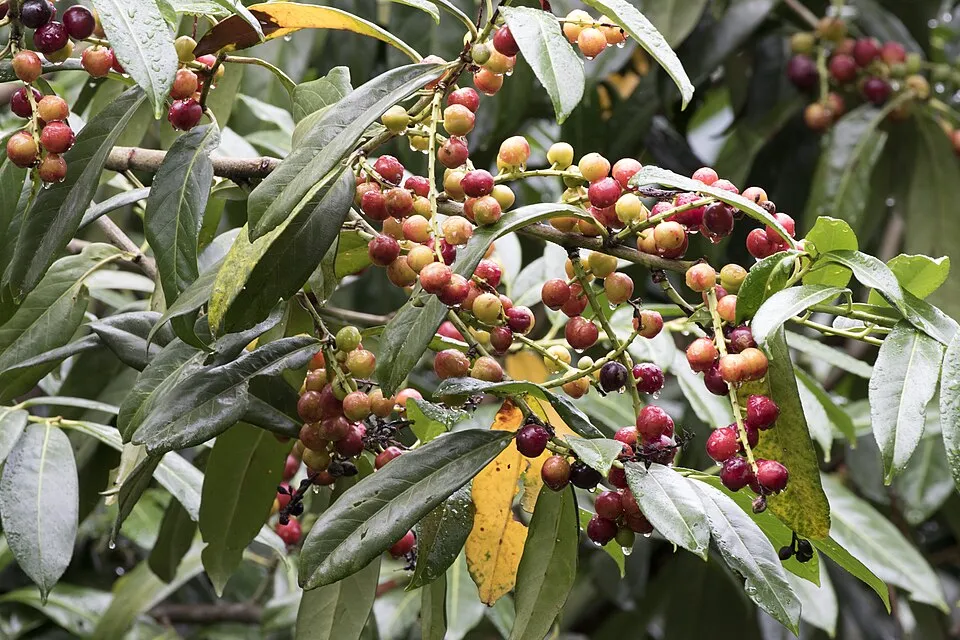 Babérmeggy / Prunus laurocerasus 'Novita'