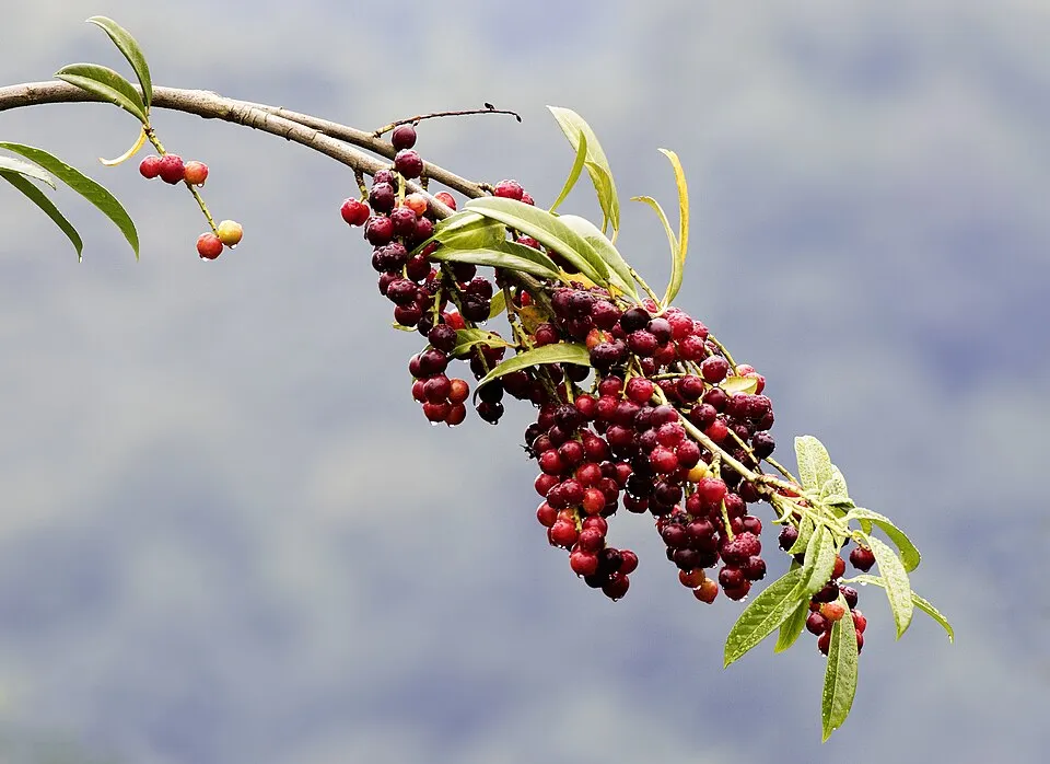 Babérmeggy / Prunus laurocerasus 'Novita'