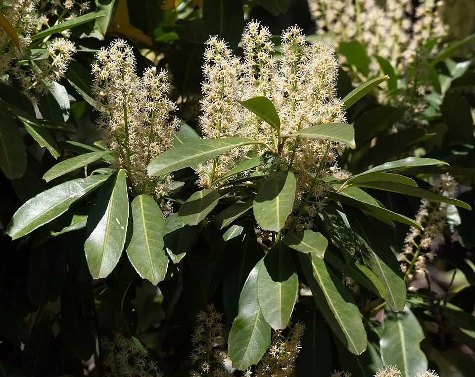 Babérmeggy / Prunus laurocerasus 'Novita'