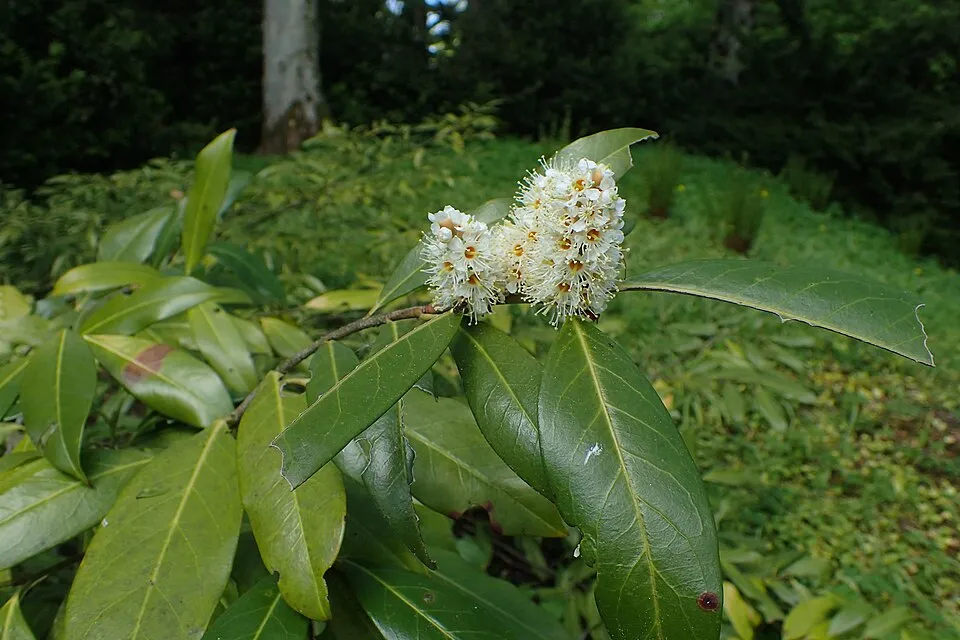 Babérmeggy / Prunus laurocerasus 'Novita'