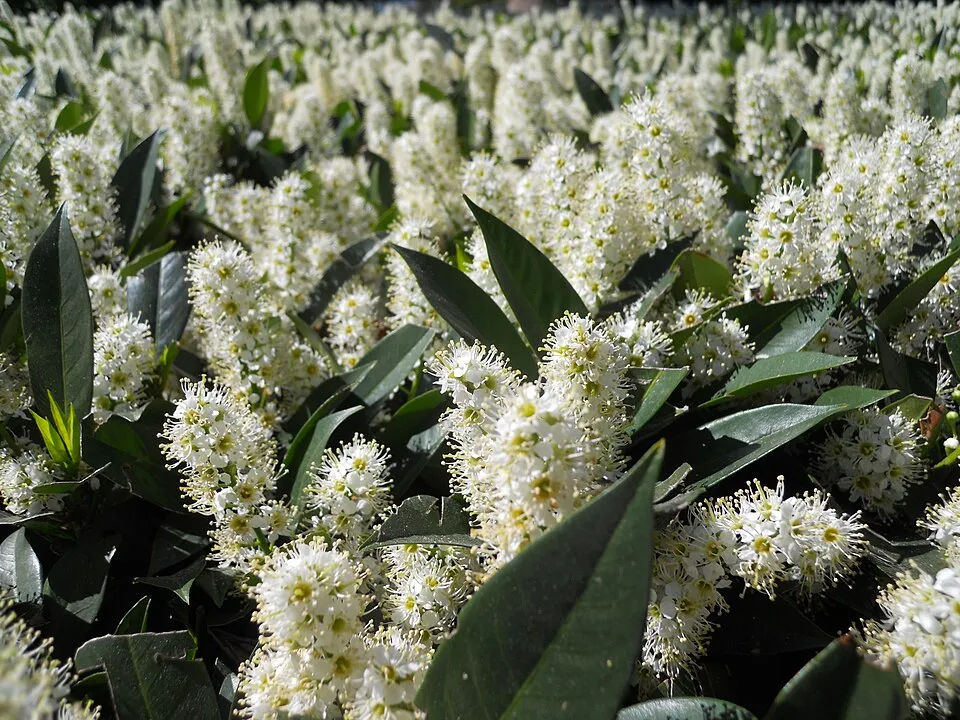 Törpe, terülő babérmeggy / Prunus laurocerasus 'Otto Luyken'