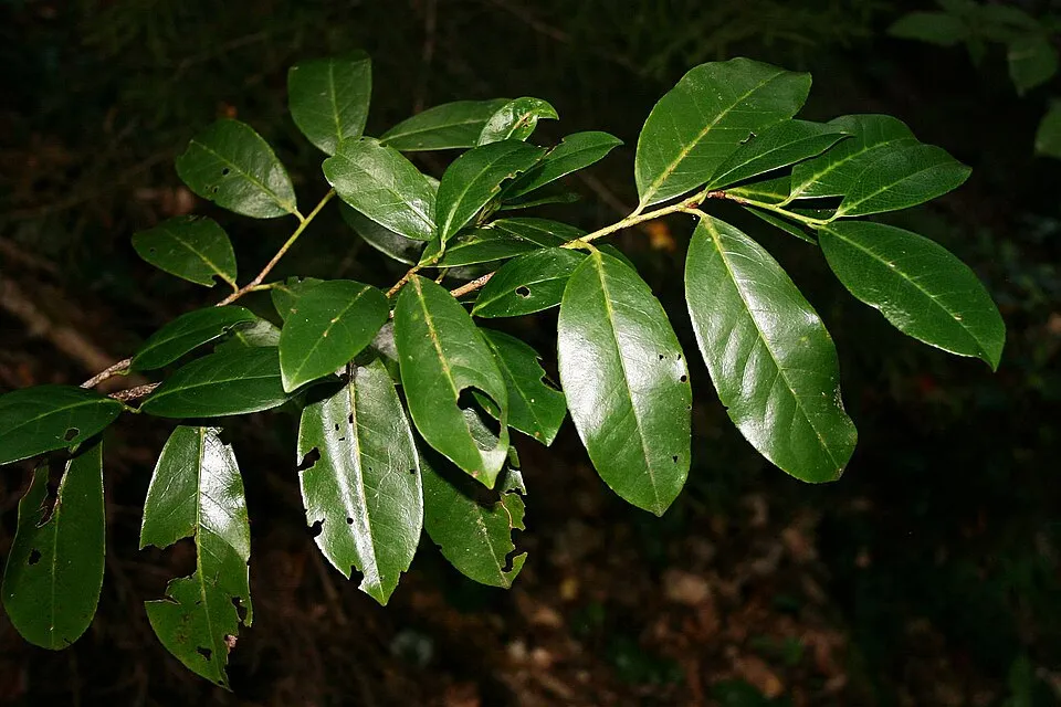 Babérmeggy / Prunus laurocerasus 'Rotundifolia'