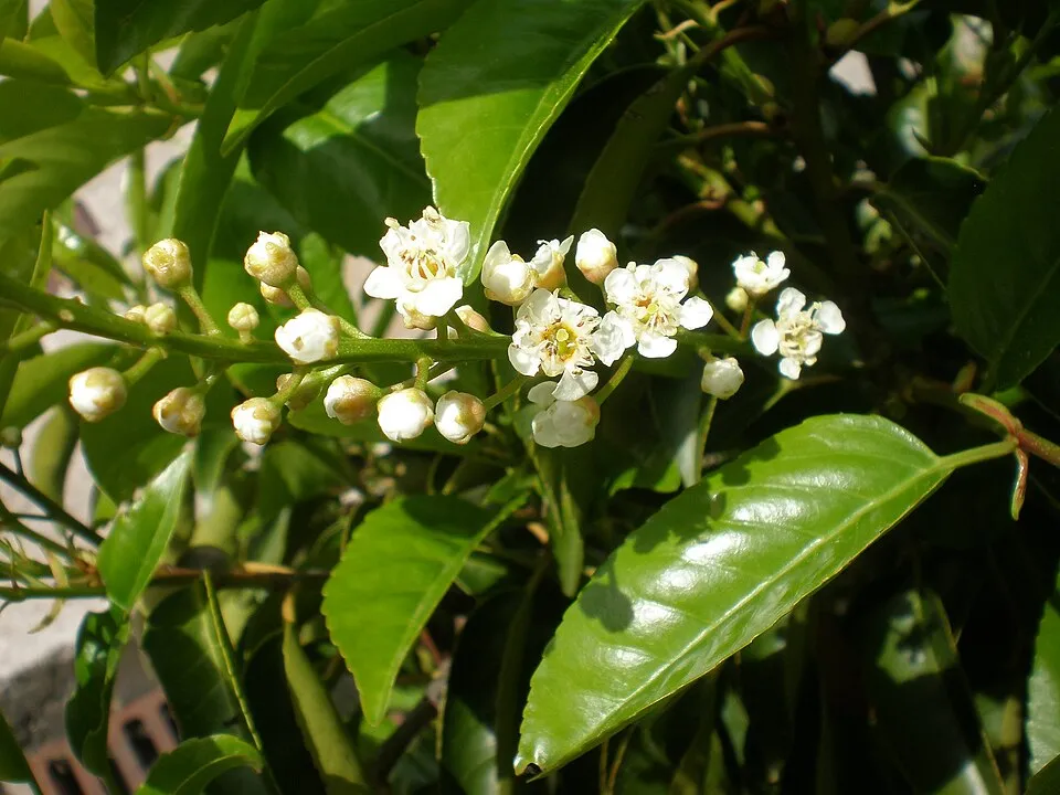 Portugál babérmeggy / Prunus lusitanica