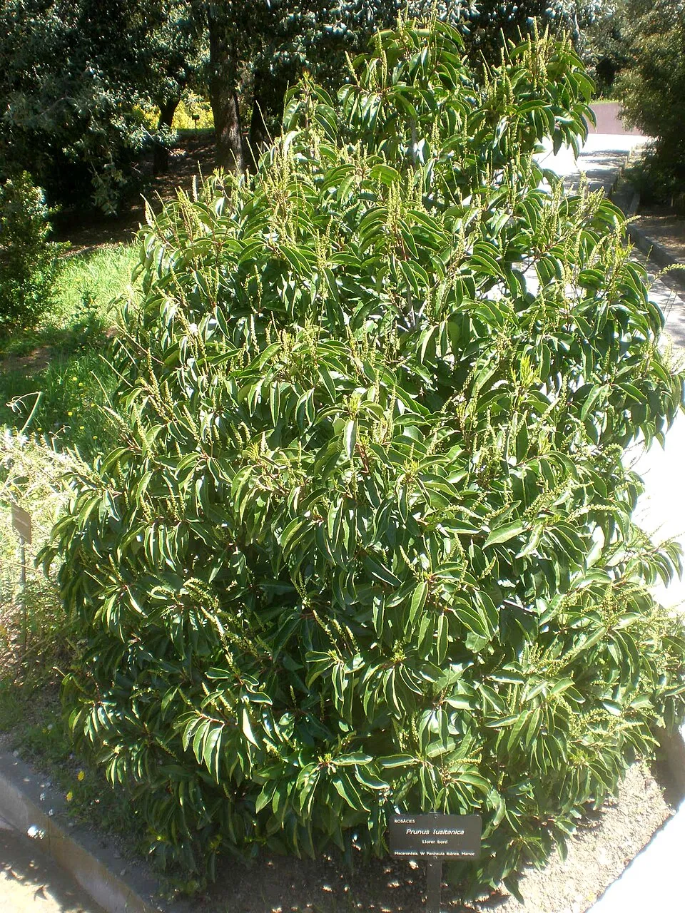 Portugál babérmeggy / Prunus lusitanica