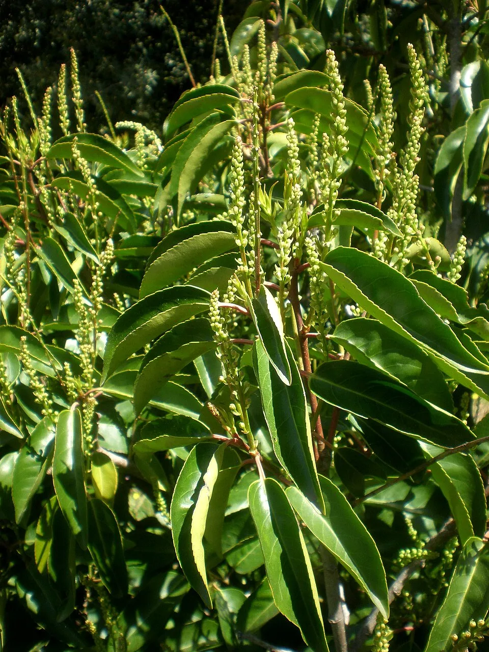 Portugál babérmeggy / Prunus lusitanica