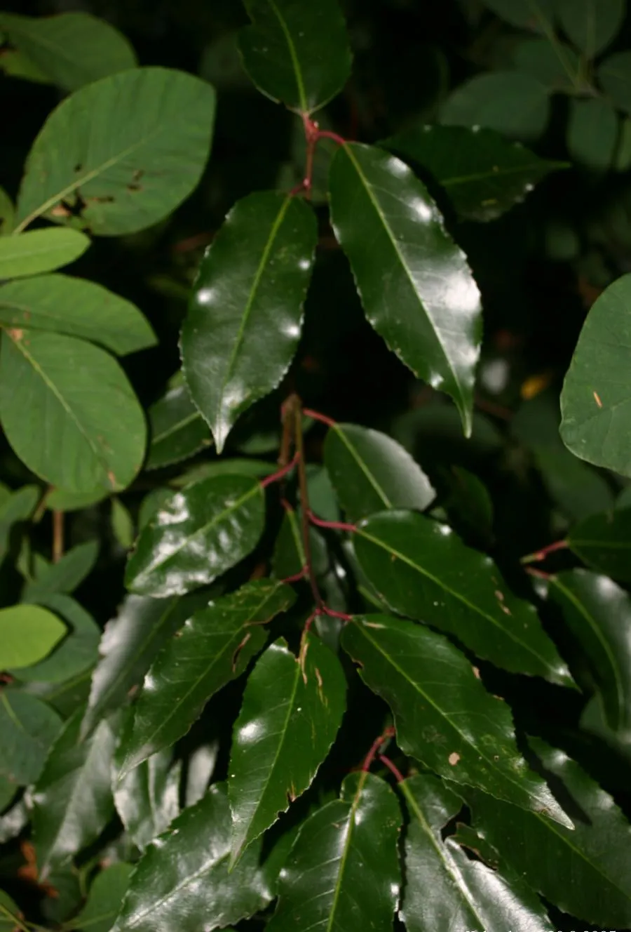 Portugál babérmeggy / Prunus lusitanica