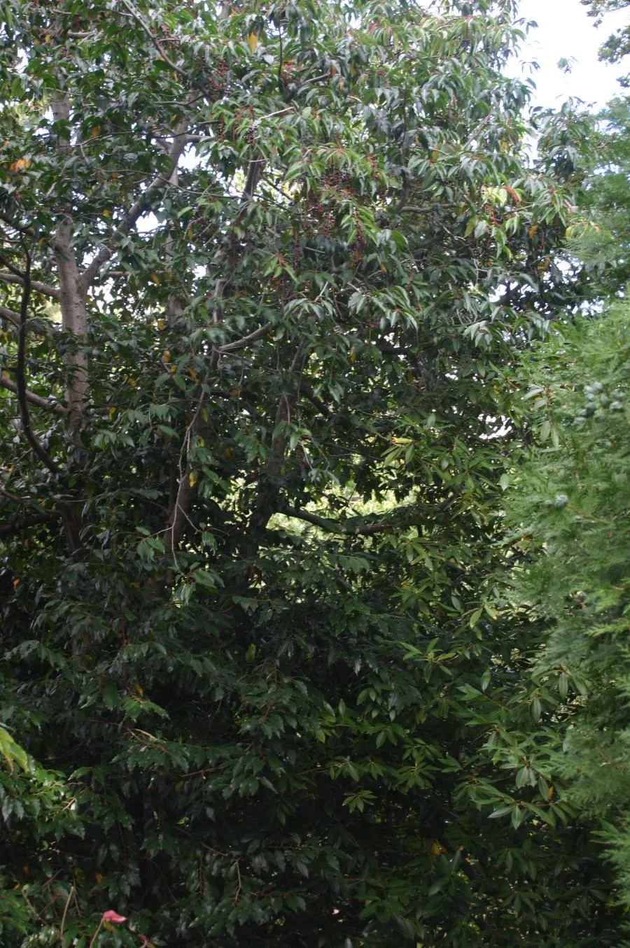 Portugál babérmeggy / Prunus lusitanica