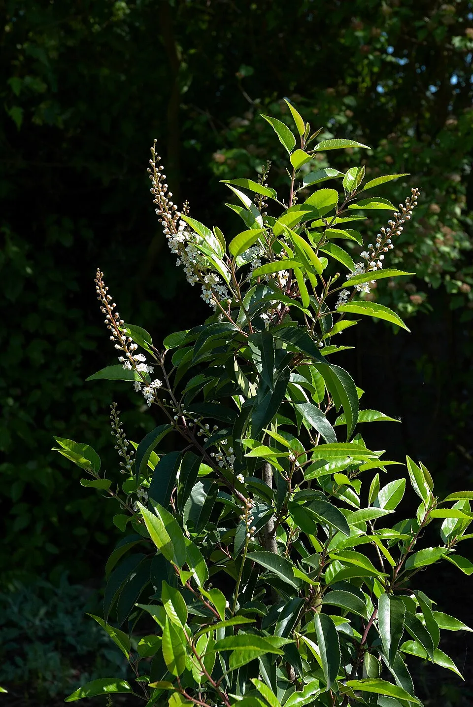 Portugál babérmeggy / Prunus lusitanica