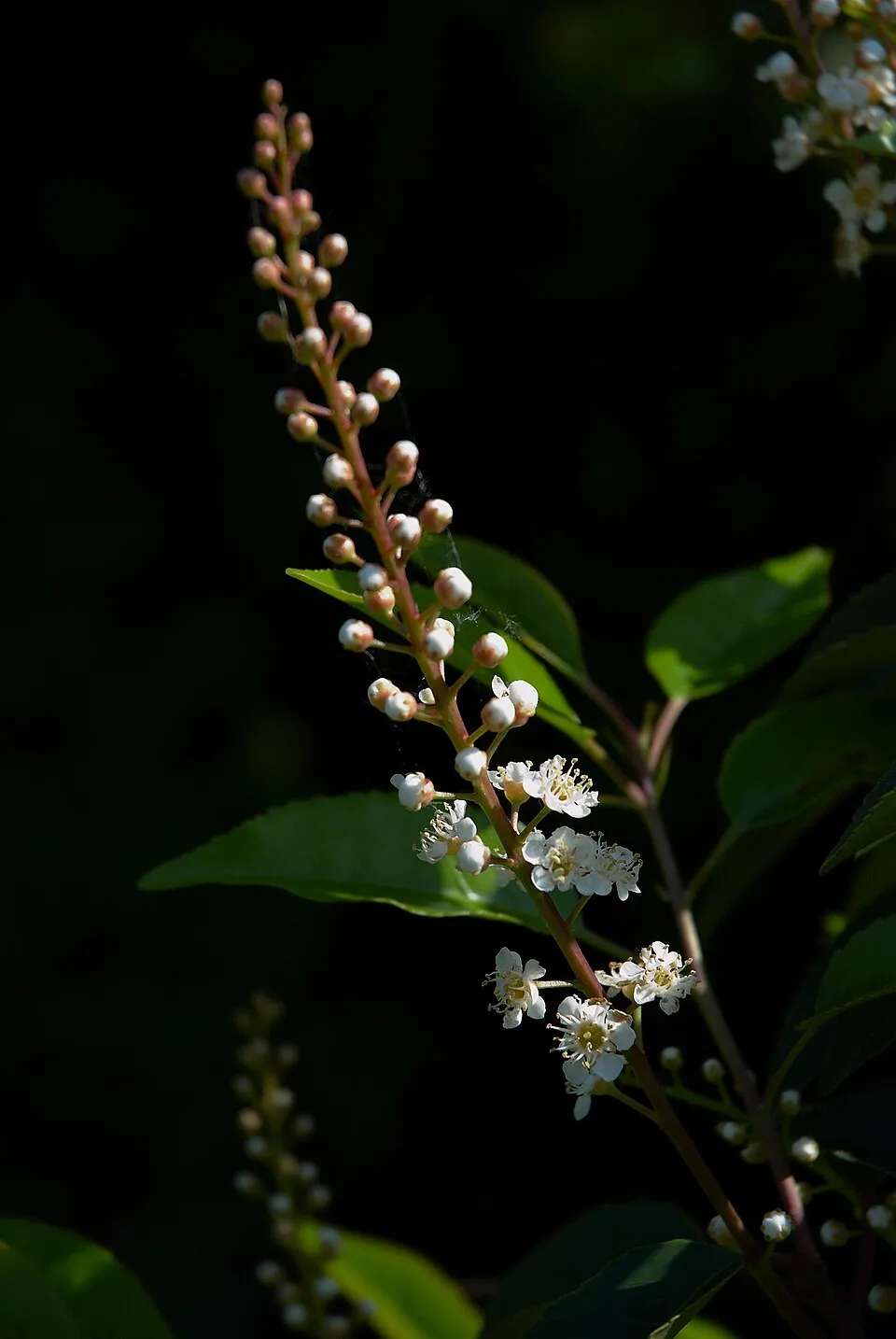 Portugál babérmeggy / Prunus lusitanica