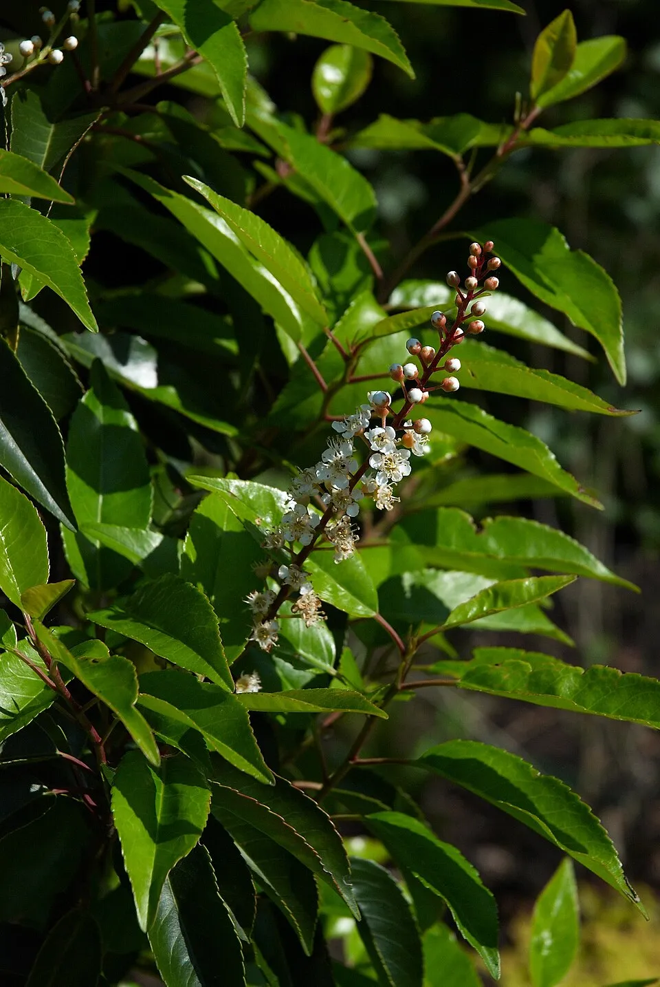Portugál babérmeggy / Prunus lusitanica
