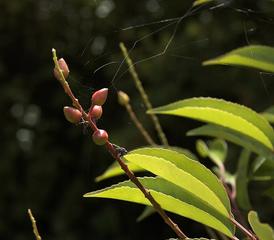 Portugál babérmeggy / Prunus lusitanica