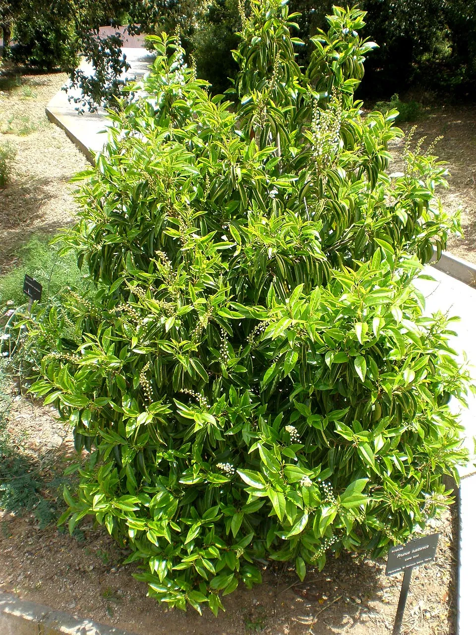 Portugál babérmeggy / Prunus lusitanica