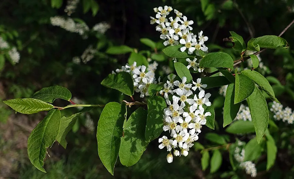 Zelnicemeggy / Prunus padus